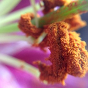 手机拍摄梅花展