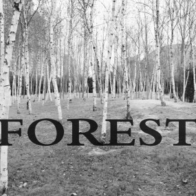 白桦林（一次带摄影班的同学们外拍练习）