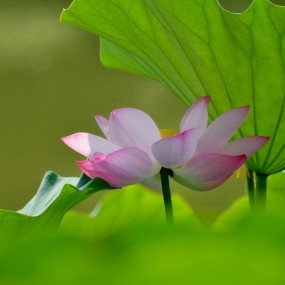 ——丰庆公园的荷花非常娇艳（西安）——