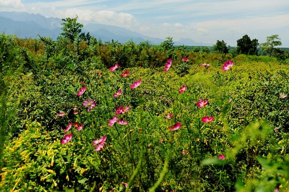 蓝田尖角村花海