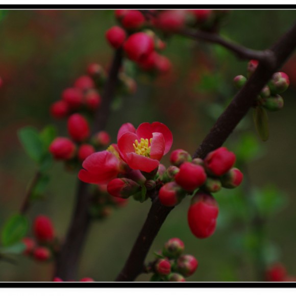 又是一年花开时----丰庆公园
