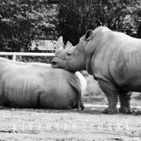 上海野生动物园