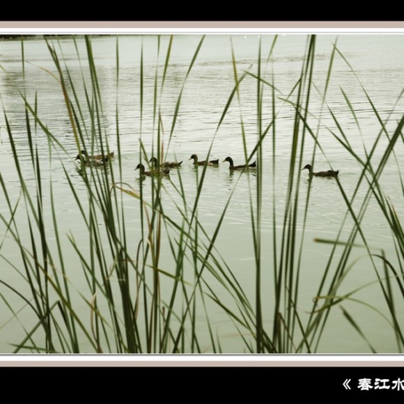 春江水暖