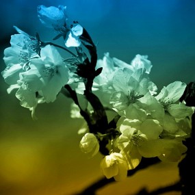 武大樱花（一）