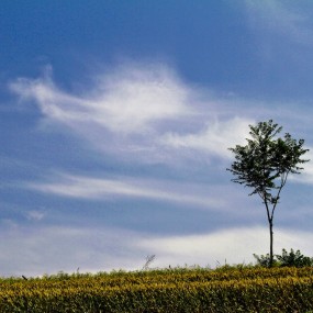 白鹿原（四）恬静快乐