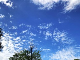 《人与树的对比》