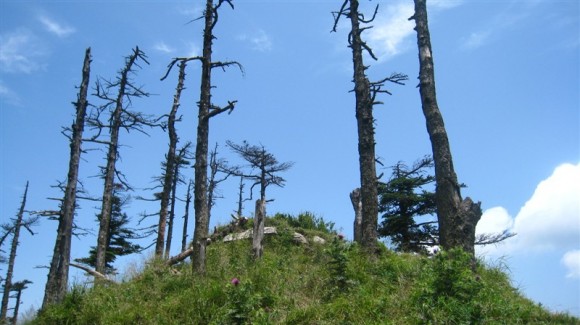 秦岭鹿角梁景色美