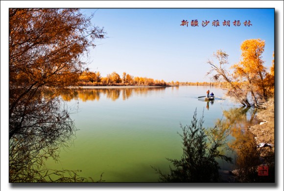 南疆记忆-轮台胡杨林