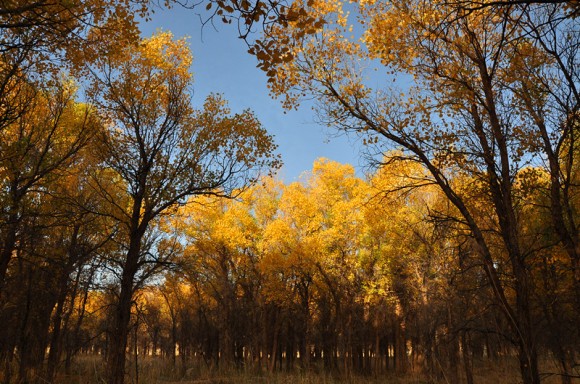 额济纳印象--秋色胡杨