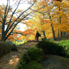 中国最美8个银杏小村落，老司机最爱的晚秋！