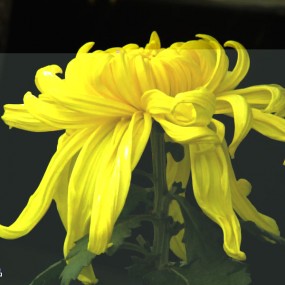 咸阳金秋菊展——随拍