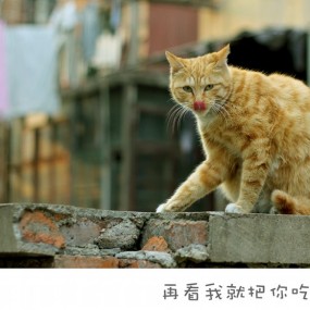 喵喵猫猫~