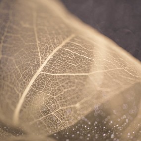 翅膀是落在天上的叶子