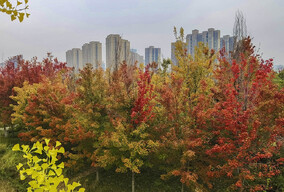 雁南红叶正当时