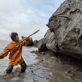 西伯利亚猛犸獠牙