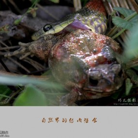 自然界的弱肉强食-航海王基德