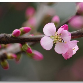 榆叶梅迎着春风绽放出动人的笑容