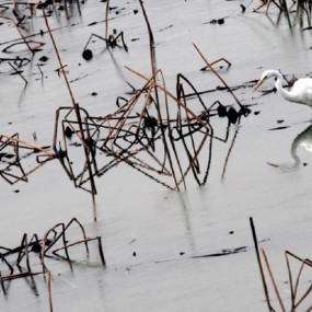 黄河滩的《残荷图》美如画,
