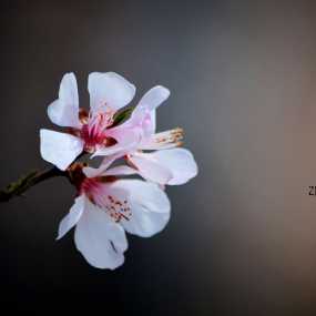 『三月花語』系列之西安篇