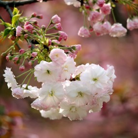 樱花（贵妃白）