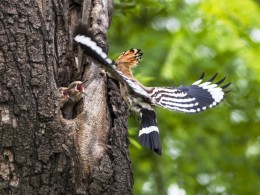 儿在巢中盼母归