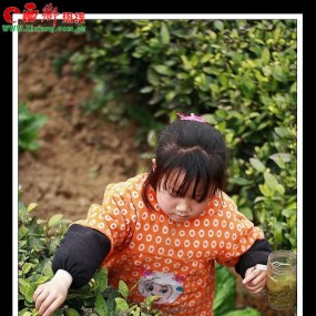 魅力茶乡 绿色峡口 生态茶园