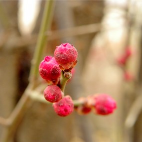 红梅（含苞待放）