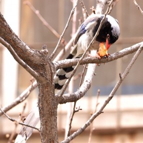小区的红嘴蓝雀