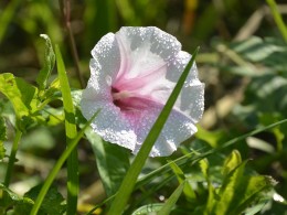 此花无日不春风