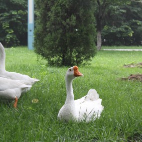 小雁塔--风景2--花花草草