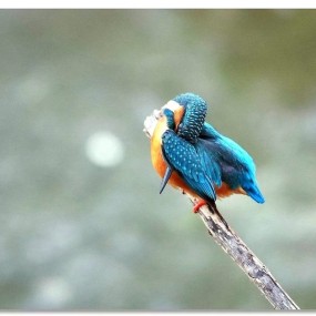 圣诞节----小翠在梳理打扮