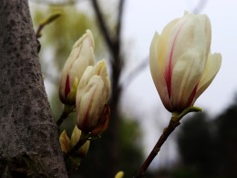 小家碧玉   大家之气