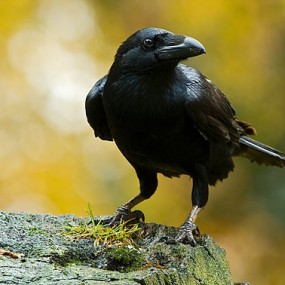 David J. Slater 可爱的乌鸦~