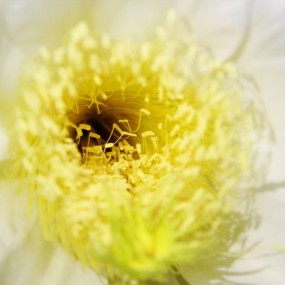 霸王花-航海王基德