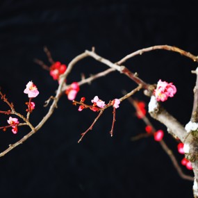 雪压红梅花更艳