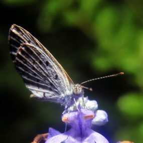 布衣→1855套头加装近摄镜→谁说只有蝶恋花