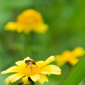 蜜蜂与花朵-航海王基德