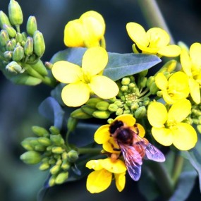 春暖花开香味迷人