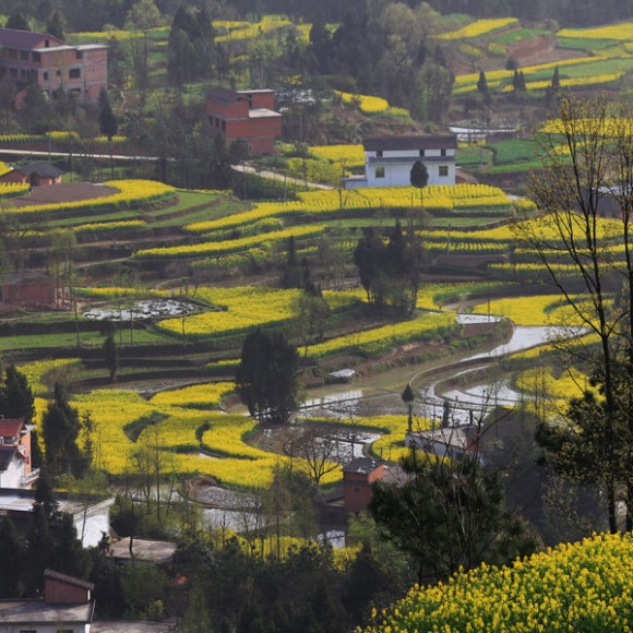 汉中油菜花