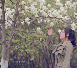 小愉的春天-白玉兰