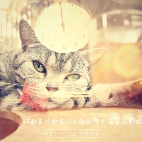 喵星人狗粮之战