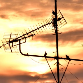 今早露台拍鸟鸟