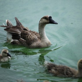 秦岭动物园小拍
