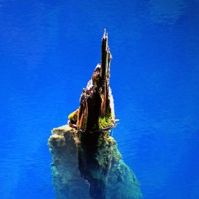 生态——《水中魅影》