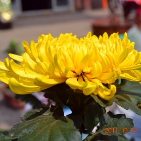 路遇秋菊，这个季节更养眼