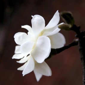 行将凋谢的玉兰