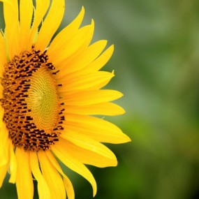 我是新手  才拍的向日葵  求大家指教批评