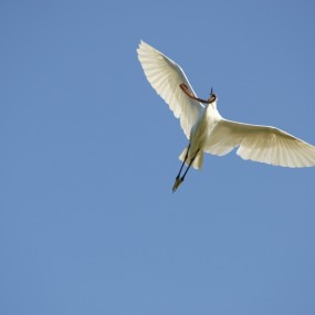 乍一看白鹭衔食！