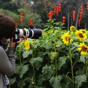 葵花园中皆摄友