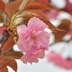 春满4月摄影习作之一-------公司楼下（高新二路）